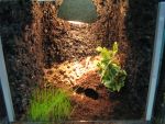 Terrarium dla Ptasznika 25x25x25 [cm]